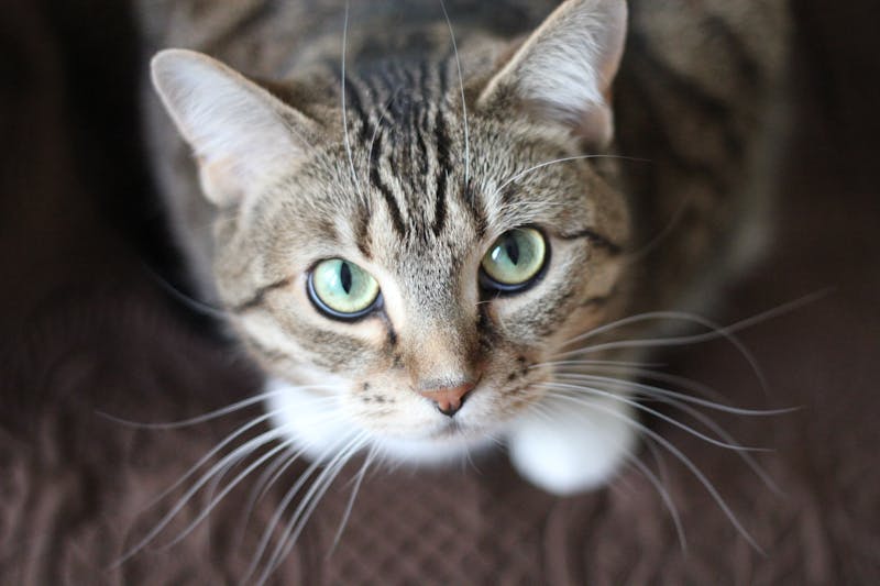 Image of a cat